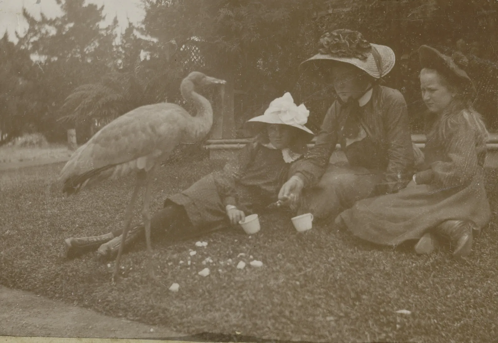 A sepia photograph of three girls in bonnets and big hats sitting and lying on a lawn, holding out teacups to a tall grey brolga standing over them, with bread crumbs on the grass and tree ferns and pines behind.